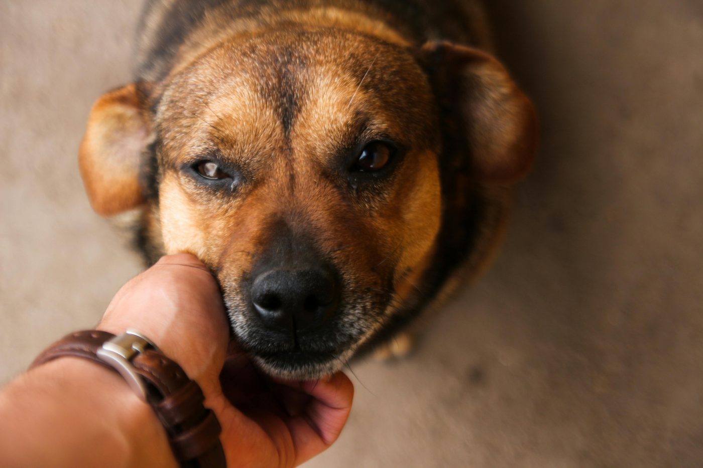 Cachorro resgatado recebendo cuidado
